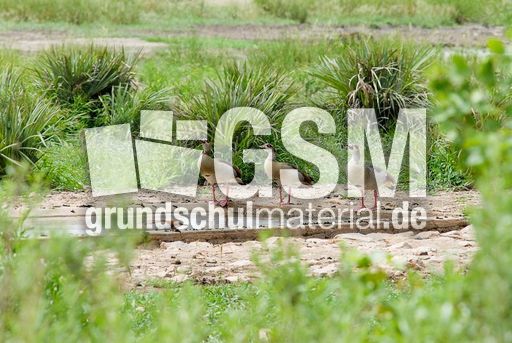 Nilgans (2 von 4).jpg